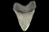 Fossil Megalodon Tooth - North Carolina #92444-2
